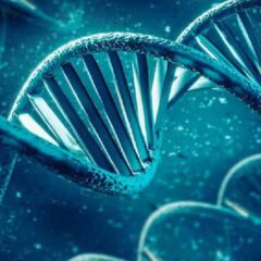 human genetic code