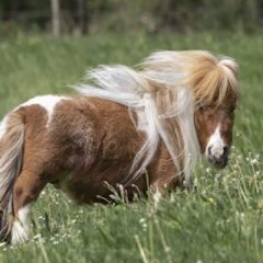Shortest Horse