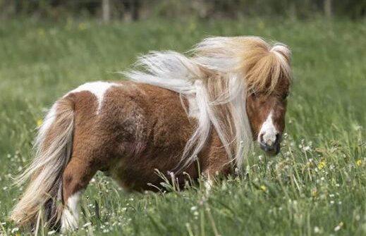 Shortest Horse