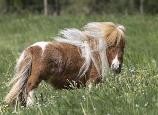 Shortest Horse
