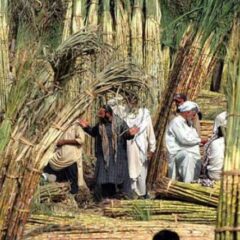 Sugarcane