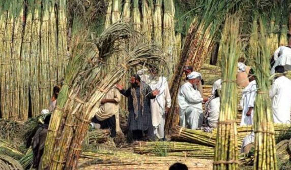 Sugarcane